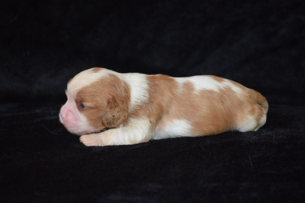 Du Millésime Champenois - Chiots disponibles - Cavalier King Charles Spaniel