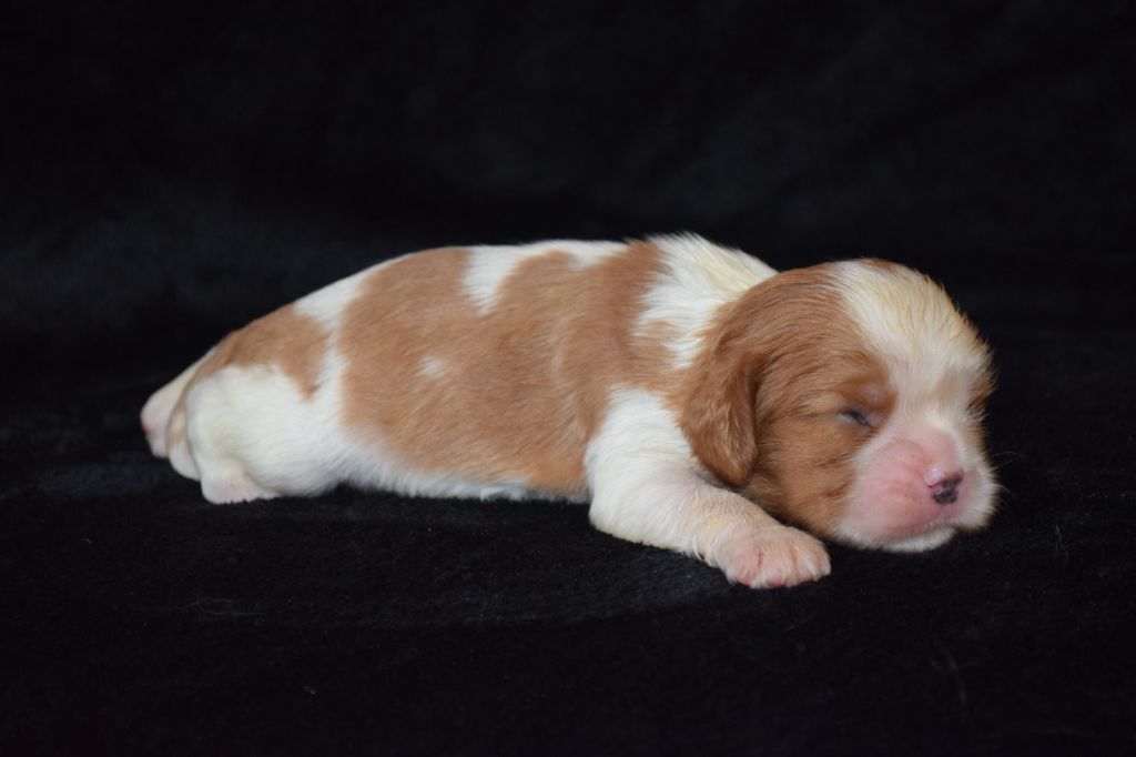 Du Millésime Champenois - Chiots disponibles - Cavalier King Charles Spaniel