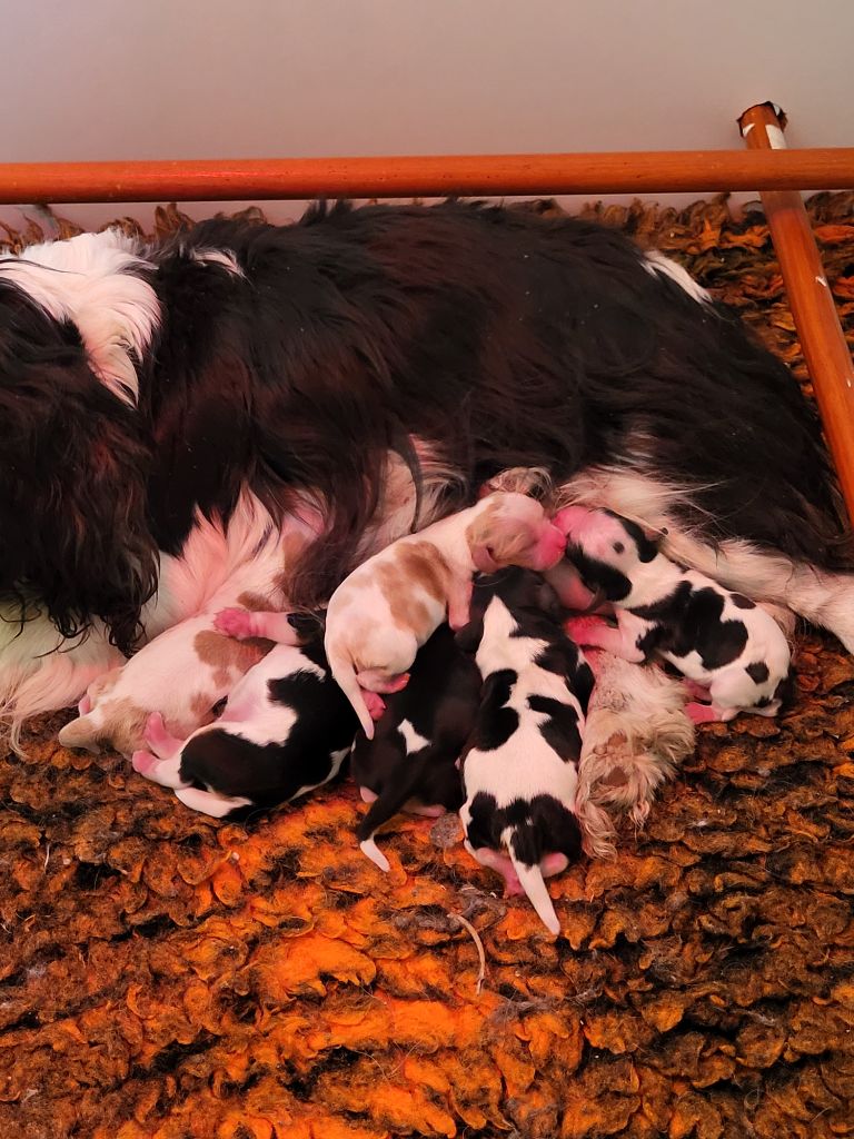 Du Millésime Champenois - Chiots disponibles - Cavalier King Charles Spaniel