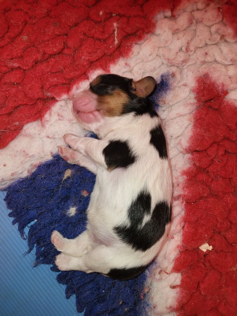Chiot Cavalier King Charles Spaniel Du Millésime Champenois