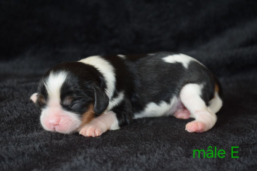 Du Millésime Champenois - Chiots disponibles - Cavalier King Charles Spaniel