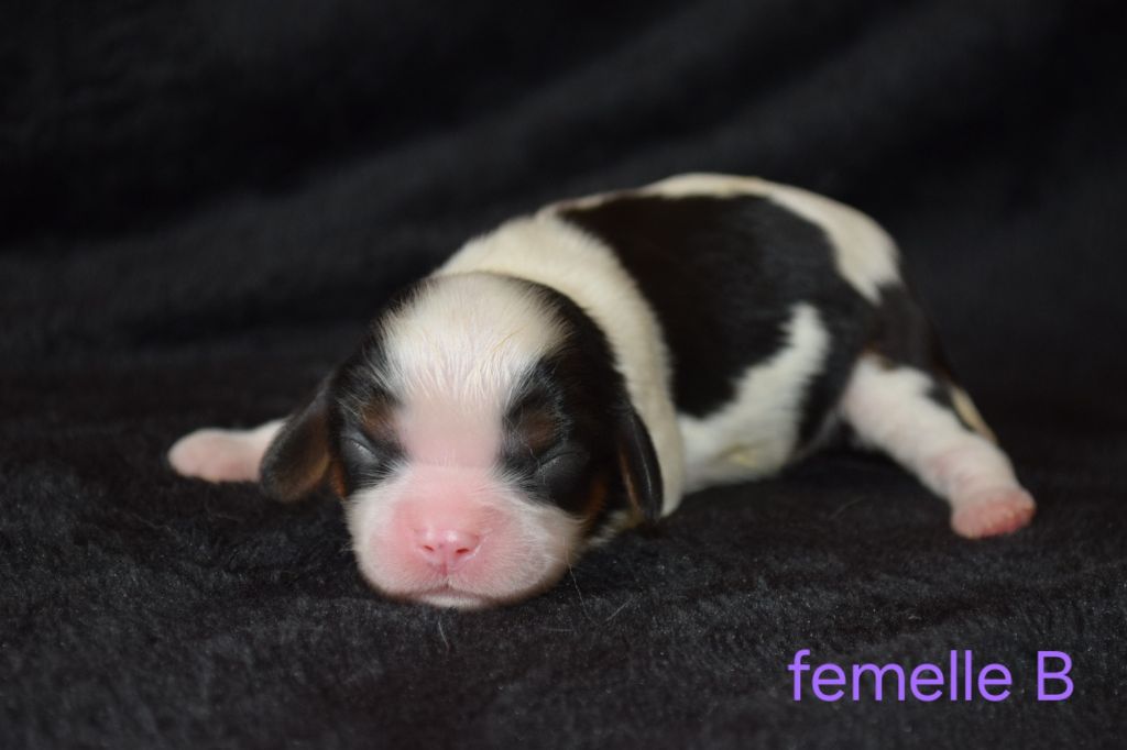 Du Millésime Champenois - Chiots disponibles - Cavalier King Charles Spaniel