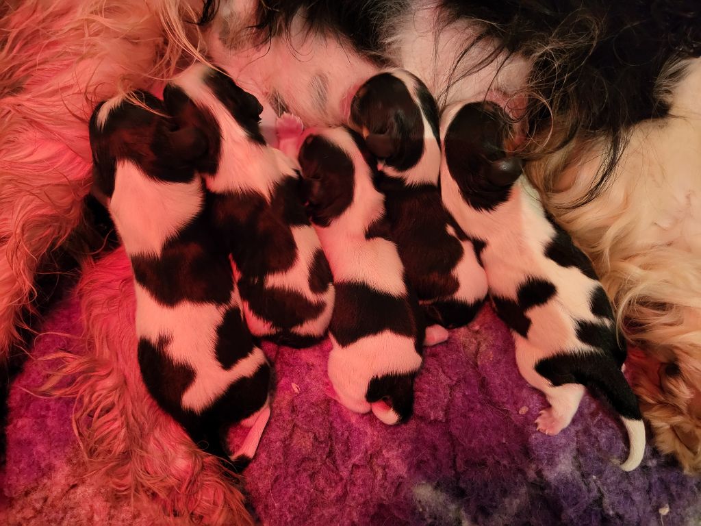 Du Millésime Champenois - Chiots disponibles - Cavalier King Charles Spaniel