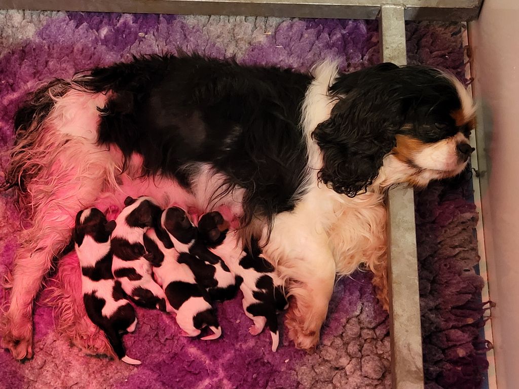 Du Millésime Champenois - Chiots disponibles - Cavalier King Charles Spaniel