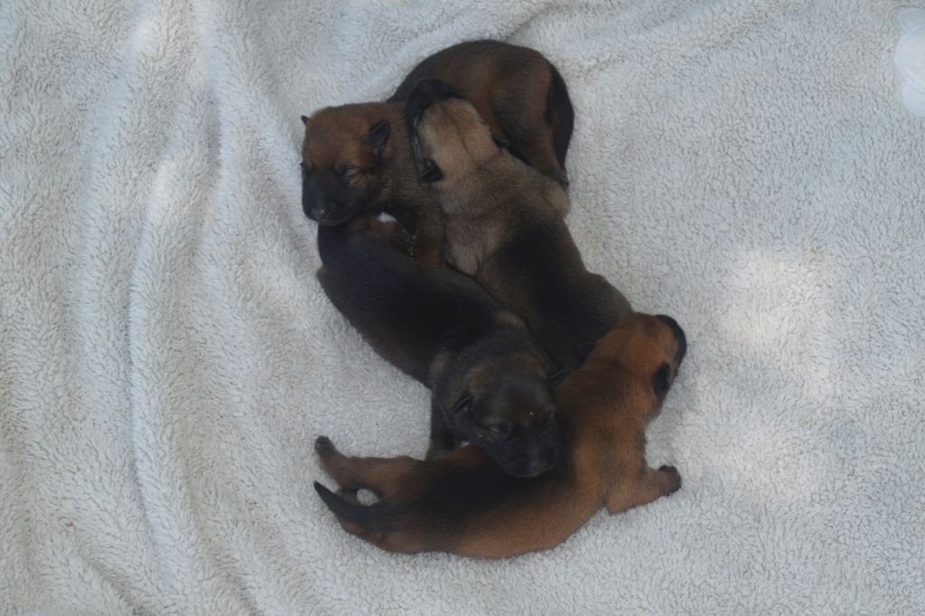 Chiot Berger Belge Du Millésime Champenois