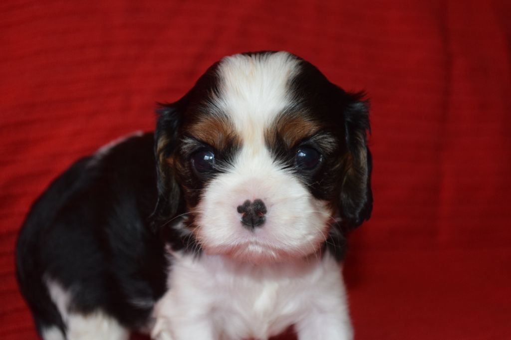 Du Millésime Champenois - Chiots disponibles - Cavalier King Charles Spaniel