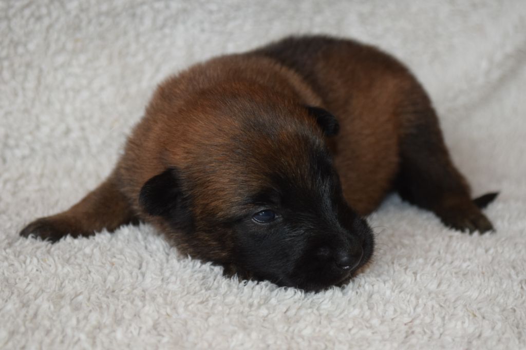 Du Millésime Champenois - Chiots disponibles - Berger Belge
