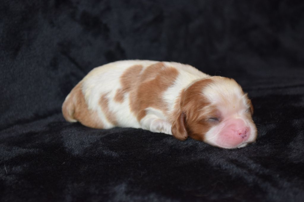 Du Millésime Champenois - Chiots disponibles - Cavalier King Charles Spaniel