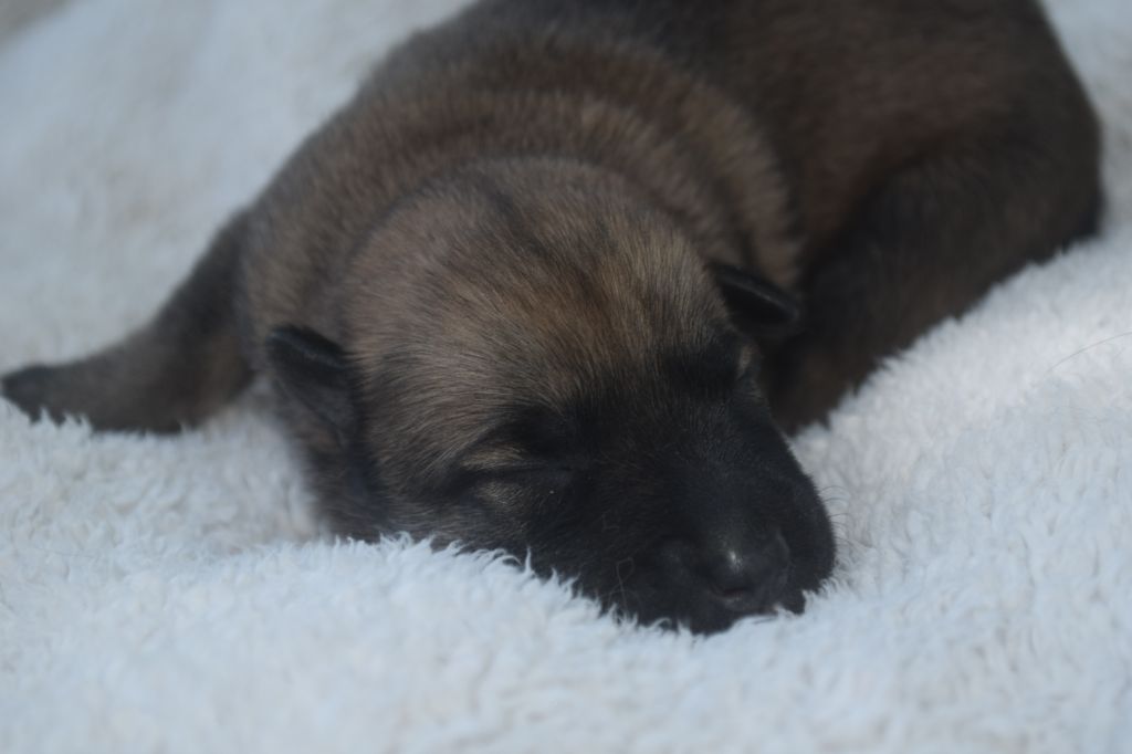 Du Millésime Champenois - Chiots disponibles - Berger Belge