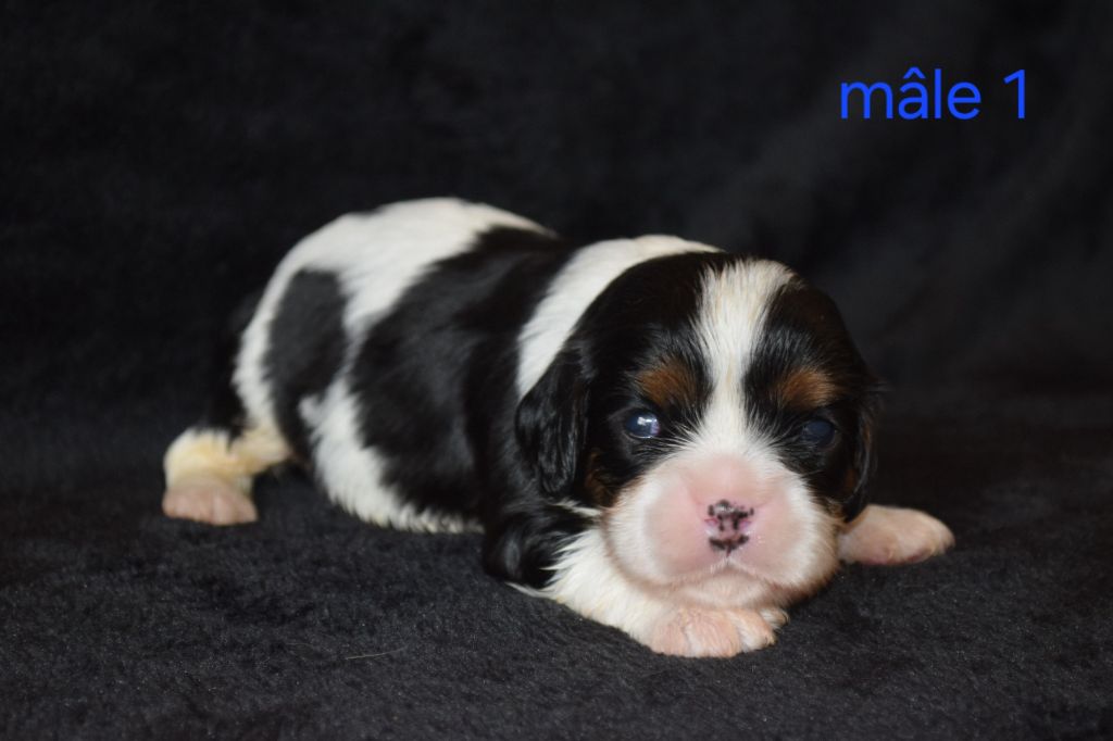 Du Millésime Champenois - Chiots disponibles - Cavalier King Charles Spaniel