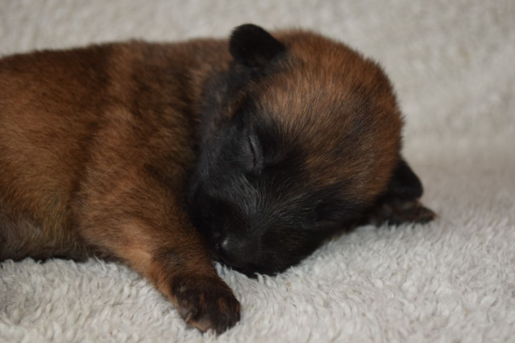 Du Millésime Champenois - Chiots disponibles - Berger Belge