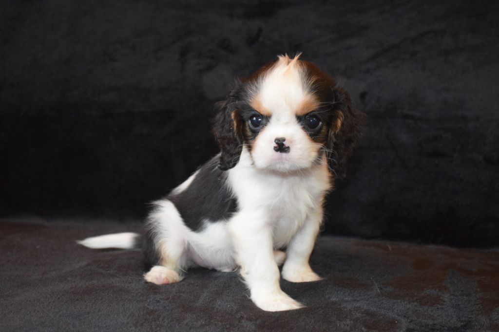 Du Millésime Champenois - Chiots disponibles - Cavalier King Charles Spaniel