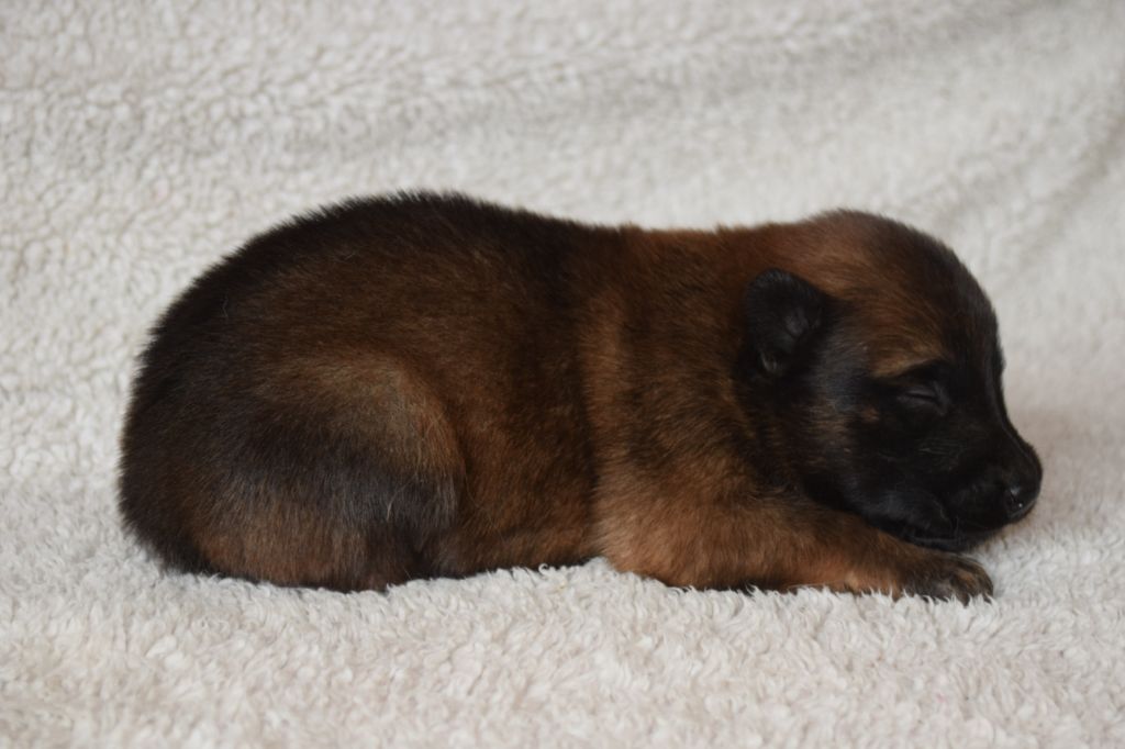 Du Millésime Champenois - Chiots disponibles - Berger Belge