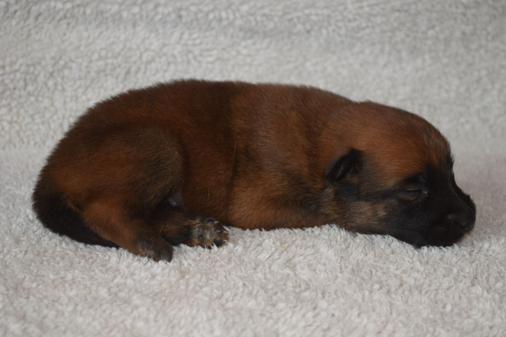 Du Millésime Champenois - Chiots disponibles - Berger Belge