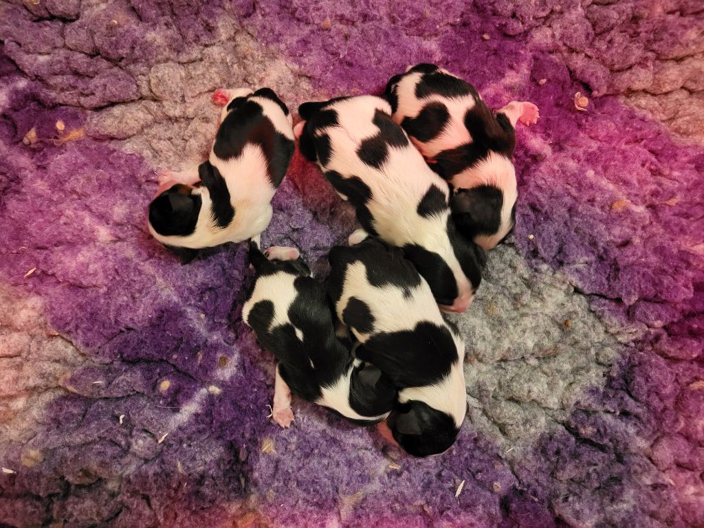 Du Millésime Champenois - Chiots disponibles - Cavalier King Charles Spaniel