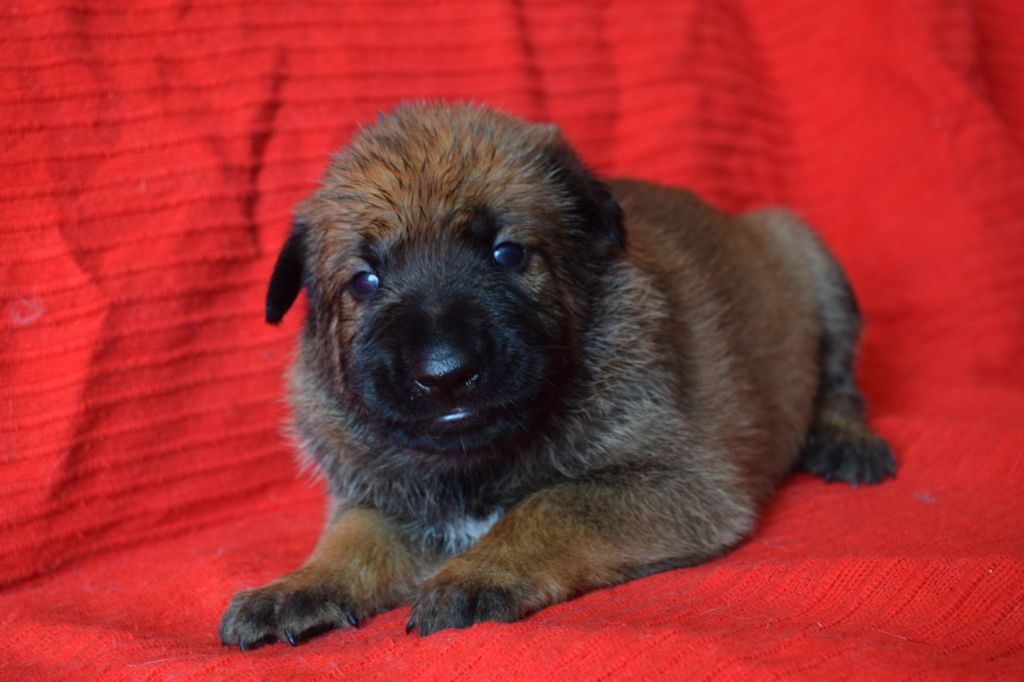 Du Millésime Champenois - Chiots disponibles - Berger Belge