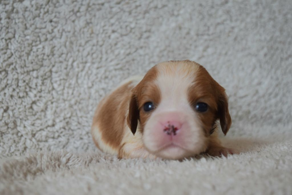 Du Millésime Champenois - Chiots disponibles - Cavalier King Charles Spaniel