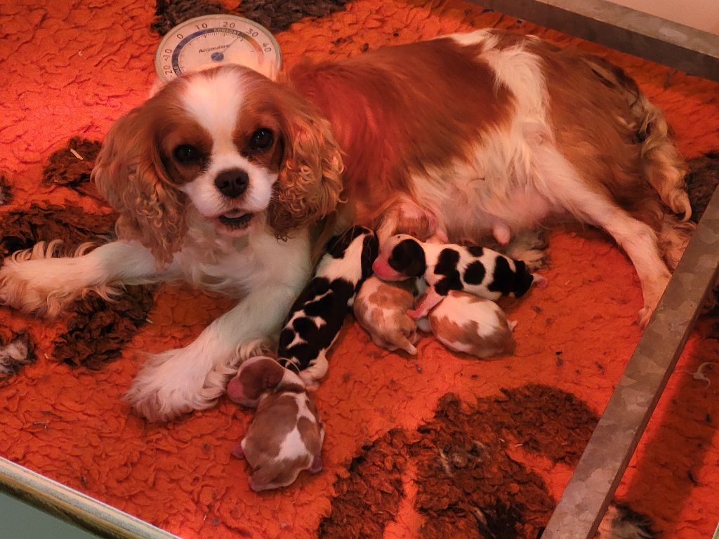 Chiot Cavalier King Charles Spaniel Du Millésime Champenois