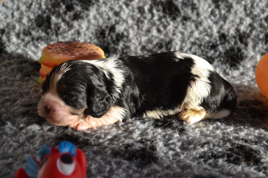 Du Millésime Champenois - Cavalier King Charles Spaniel - Portée née le 22/11/2017