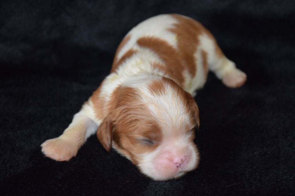 Du Millésime Champenois - Chiots disponibles - Cavalier King Charles Spaniel