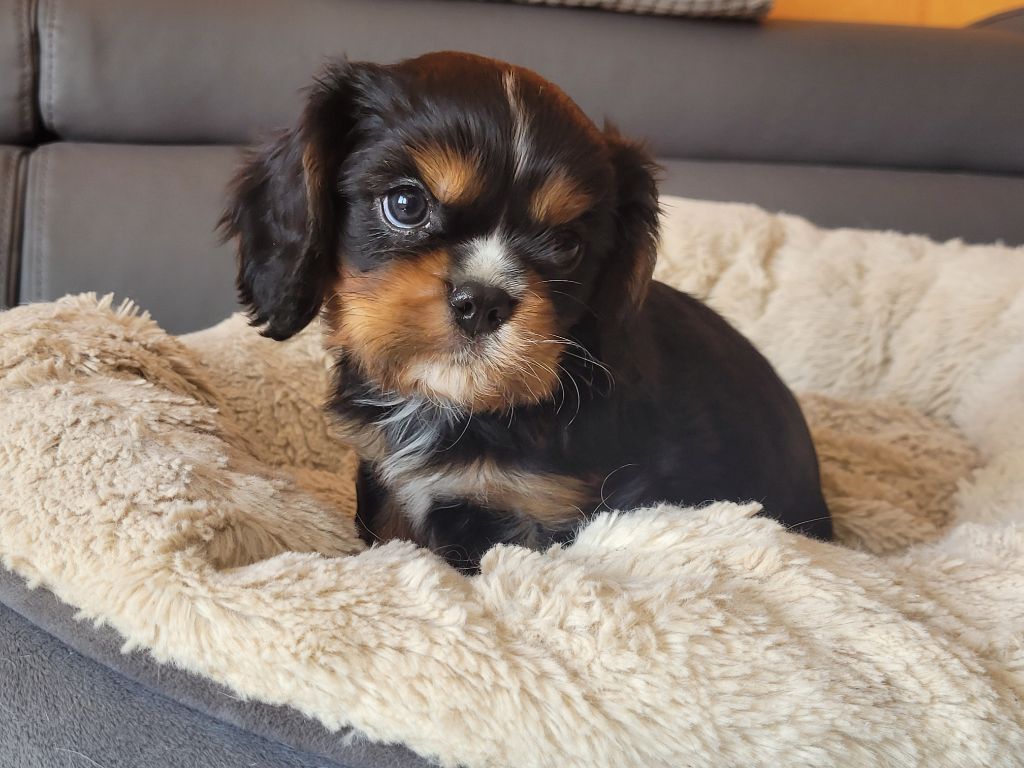 Du Millésime Champenois - Cavalier King Charles Spaniel - Portée née le 15/03/2023