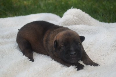 CHIOT 2