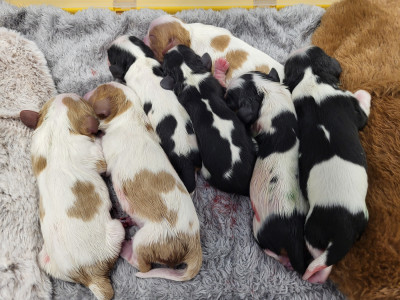 CHIOT 3