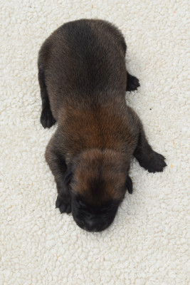 CHIOT 3