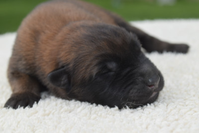 CHIOT 5