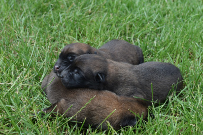 CHIOT 8