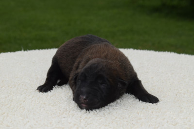 CHIOT 10