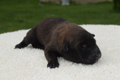 CHIOT 11