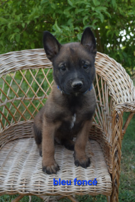 CHIOT 9 collier bleu foncé