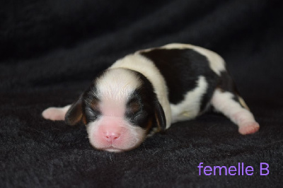CHIOT 4