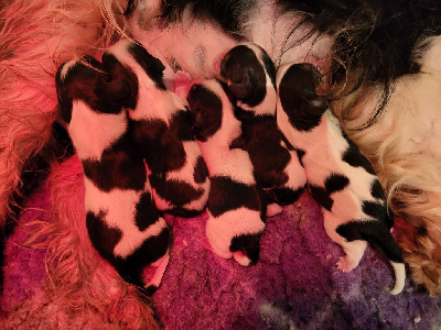 CHIOT 3