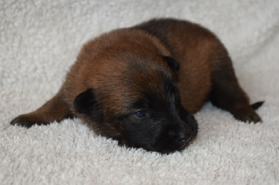 CHIOT 4