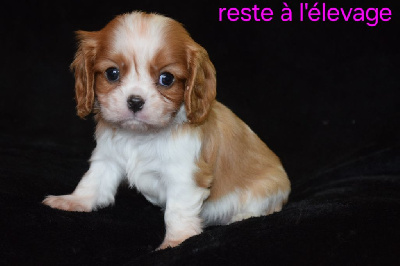 CHIOT 3