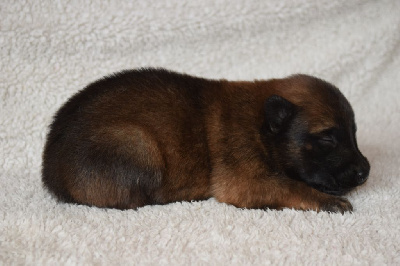 CHIOT 6