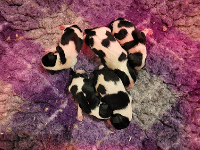 CHIOT 1