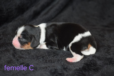 CHIOT 3