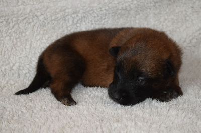 CHIOT 8