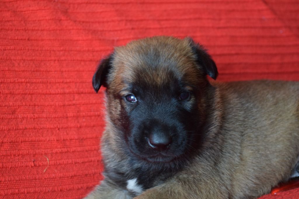 Du Millésime Champenois - Chiots disponibles - Berger Belge