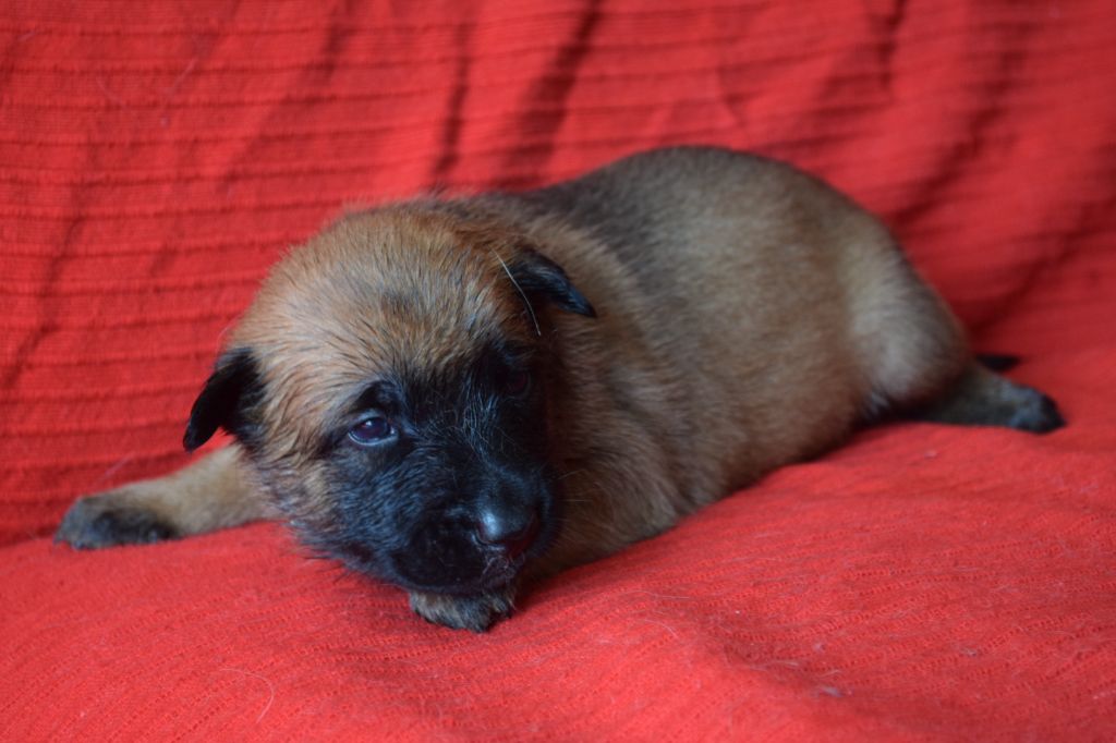 Du Millésime Champenois - Chiots disponibles - Berger Belge