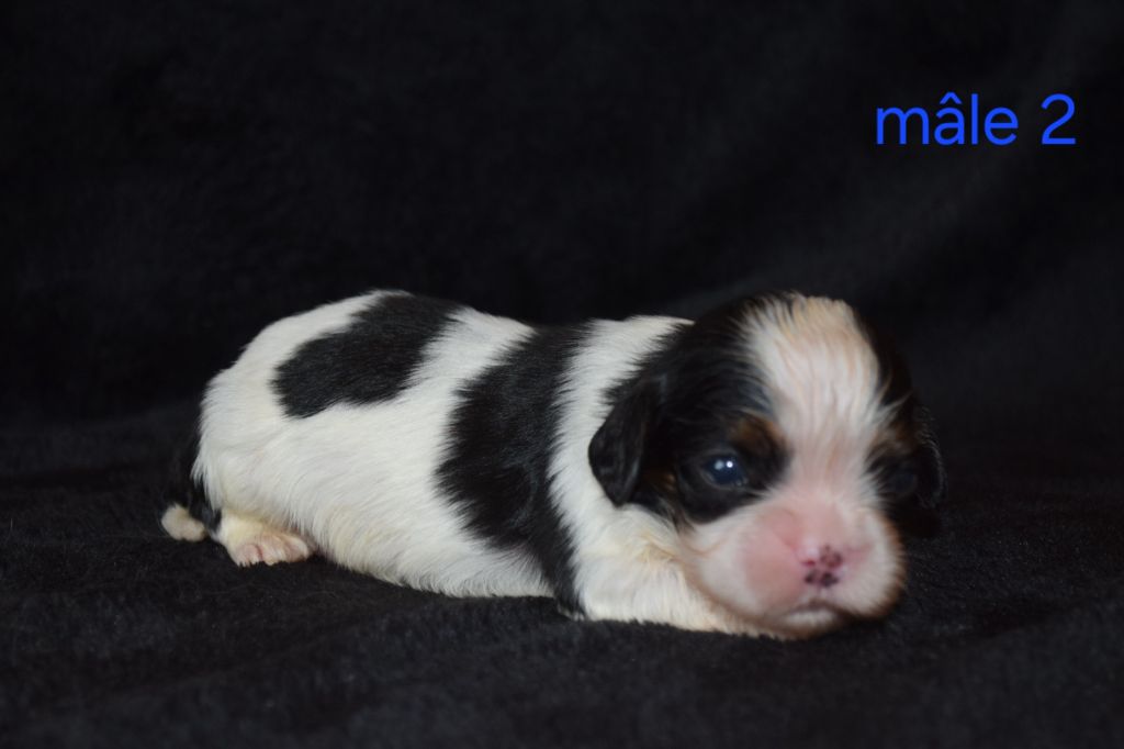 Du Millésime Champenois - Chiots disponibles - Cavalier King Charles Spaniel