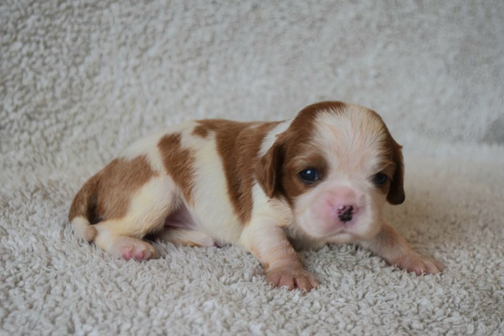 Du Millésime Champenois - Chiots disponibles - Cavalier King Charles Spaniel