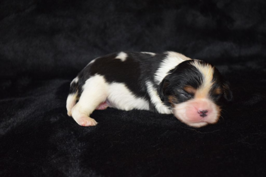 Du Millésime Champenois - Chiots disponibles - Cavalier King Charles Spaniel
