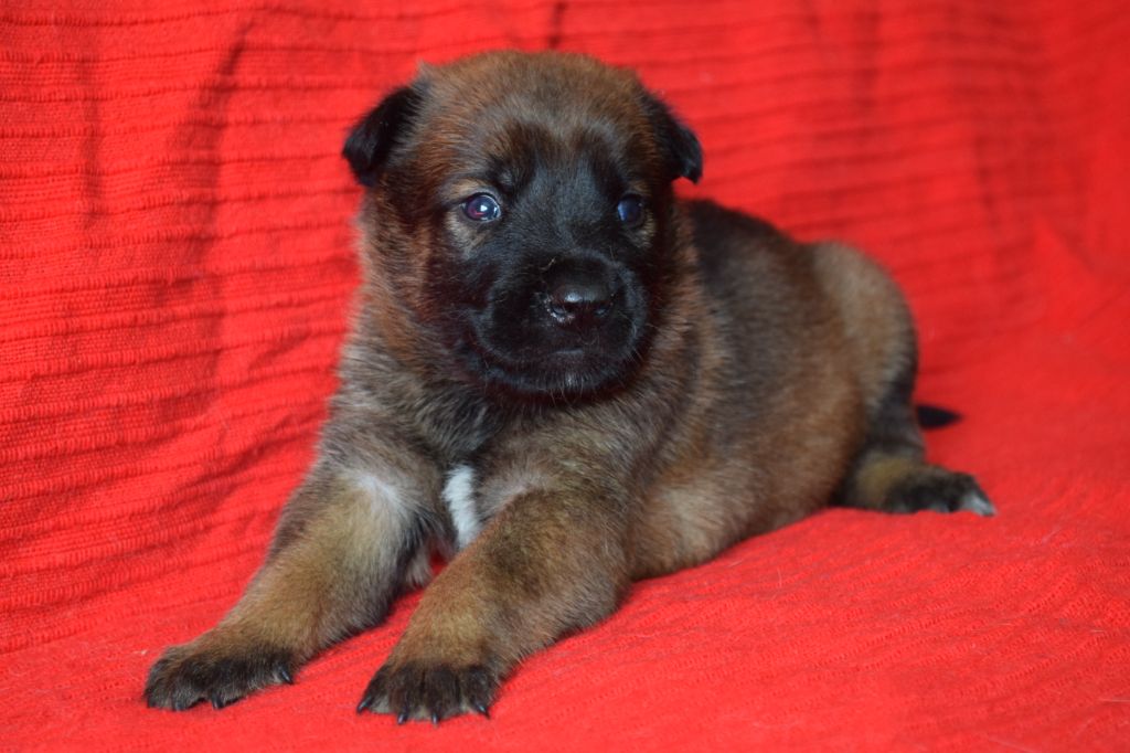 Du Millésime Champenois - Chiots disponibles - Berger Belge