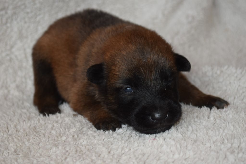 Du Millésime Champenois - Chiots disponibles - Berger Belge