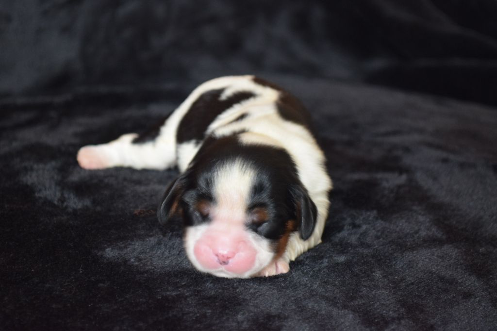 Du Millésime Champenois - Chiots disponibles - Cavalier King Charles Spaniel