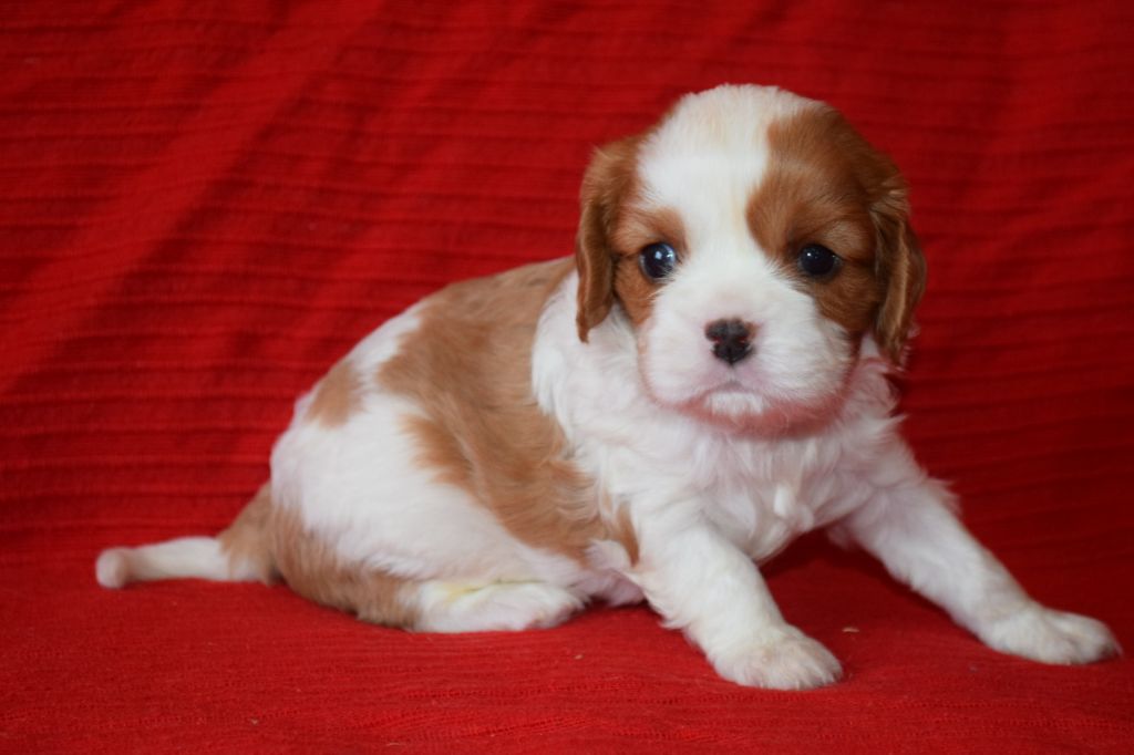 Du Millésime Champenois - Chiots disponibles - Cavalier King Charles Spaniel
